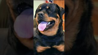 Heroes of Our days Axel a Rottweiler Winner of the Humane Awards for Canine Excellence 2022#shorts