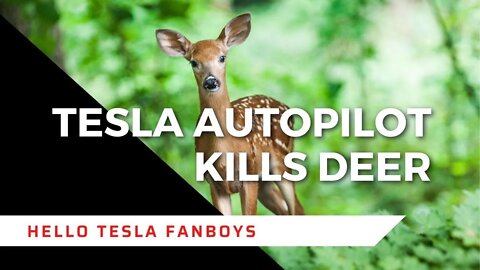 Tesla Autopilot kills a deer: Full Self Driving, zero accountability