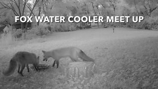 Fox Water Cooler Meet Up