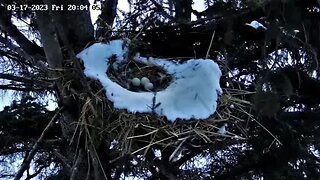 Ellie Lets Us Peek at The Eggs 🥚🥚🥚 03/17/23 20:03