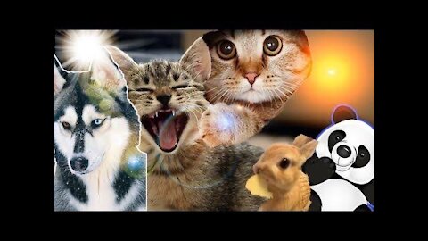 🐱🐶 😍 😂 Cute Pets and Funny Animals Compilation, April 2021 | Cute and Funny Animals😻🐶💓
