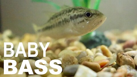 CATCHING A BABY BASS FOR MY FISH TANK!!!