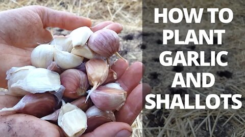 How to Plant Garlic & Shallots: Hardneck & Softneck