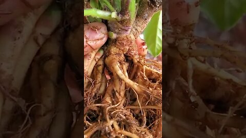 Longevity spinach roots aquaponics #shorts