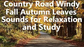 White Ambient Fall Autumn Soft Wind Leaves Trees Birds Street Road Sounds for Relaxation & Sleep