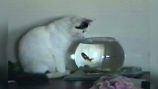 "The unusual friendships: A Cat and A Fish"