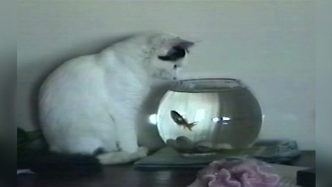"The unusual friendships: A Cat and A Fish"