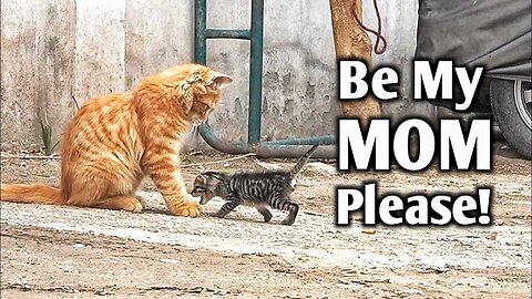 Abandoned kitten following a Cat, begging to be his mom!