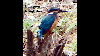 Common Kingfisher bird video