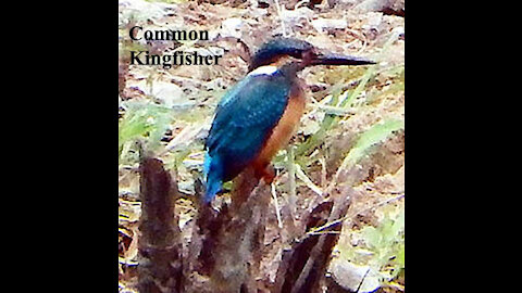 Common Kingfisher bird video