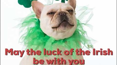 Your Pet Wants You to Be Safe on St. Patrick's Day!