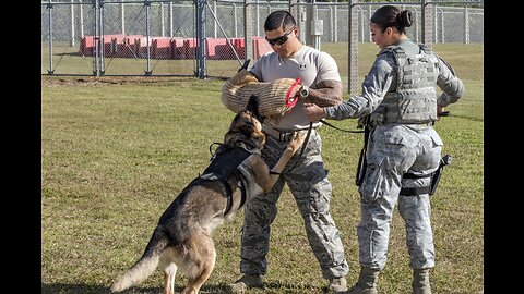 Watch U.S. and Philippine Military Dogs Take Part in Epic Training Exercise!