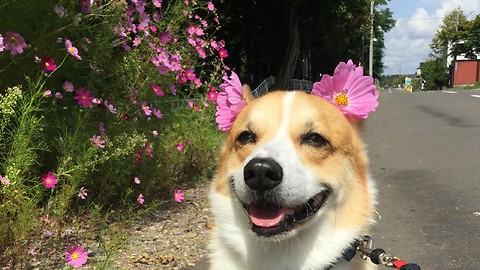 Happy corgi loves pretty pink flowers