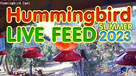 LIVE - Hummingbirds 8-15-2023 Evening Feeding