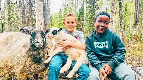 SHEEP for our ALASKA Homestead! Meet the Flock + Sad News we Weren't Expecting...