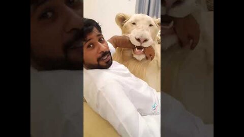 Lions and tigers can also become pets.😂😂😂