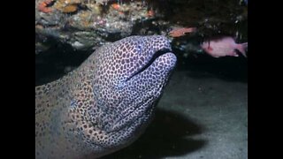 Angry moray eel attacks diver