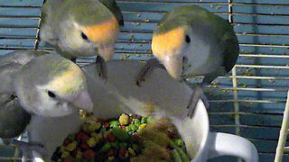 IECV PBV #129 - 👀 Kiwi, Pearl, And Daisy Eating Millet In The Cage🐤🐤🐤 12-24-2020