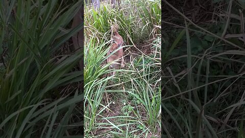 Cyrus Caracal playing in his tall grass area