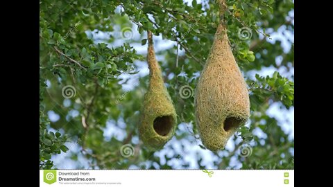 WEAVER BIRD NEST.