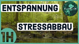Relaxing in the forest near a brook | after the rain | thunderclap | birdsong| 1h | relax