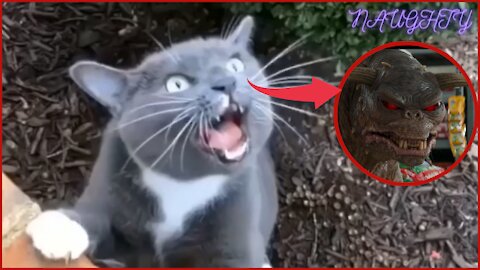 Funniest Cats Mischievous you won't believe what they do