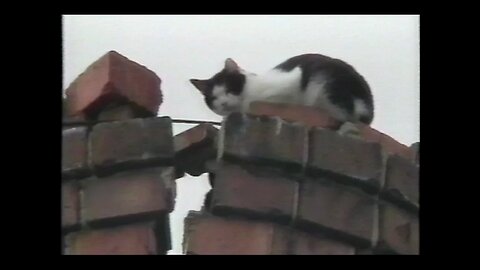 February 18, 1990 - Crazy/Cute Cat Story; 'Tommy' Climbs 70-Foot-Tall Smokestack, Rescue Needed