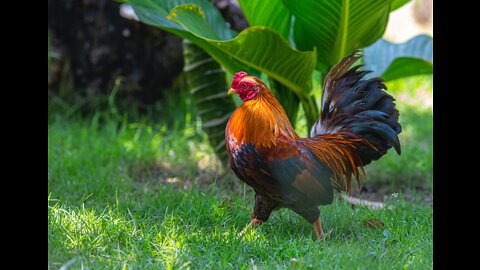 Beautiful Chickens.Surprising Facts About Chickens👇