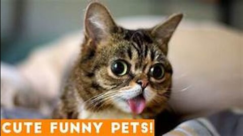 Cute baby pets videos compilation - #funnymoments 💕