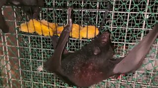 Flying Foxes LOVE Eating Mango Seeds From A Caddy Basket - Behind The Scenes Working In A Bat Aviary