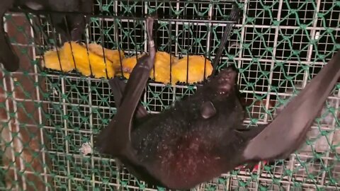 Flying Foxes LOVE Eating Mango Seeds From A Caddy Basket - Behind The Scenes Working In A Bat Aviary