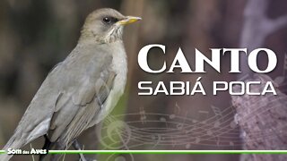 O Canto do SABIÁ POCA - Sabiá Bico de Louça - Sabiá Branco