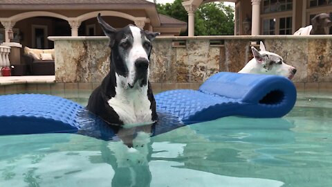 Great Danes chill out on floatie before Florida storm