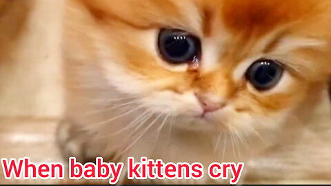 When baby kittens cry