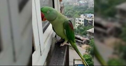 Friendly Talking Parrot Calling Mummy in Lockdown videos