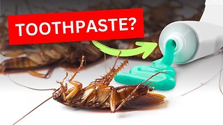 Say Goodbye to Cockroach Infestations with a Simple Recipe