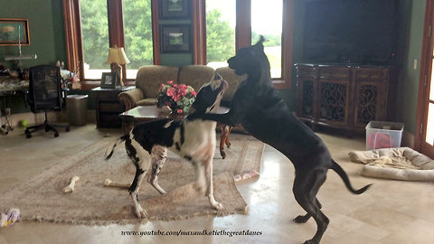 Great Danes get into scuffle over sharing their bones