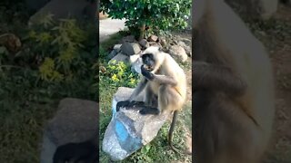 Monkey of massanjore hill@mithun Utpal banerjee bloges#monkey massanjore