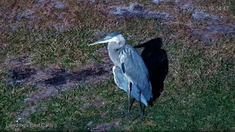 Great Blue Heron By The Lagoon 🦩 11/02/22 16:20