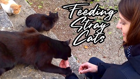 Early Evening Eats - Feeding Stray Cats