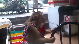 Impatient monkey really wants to eat