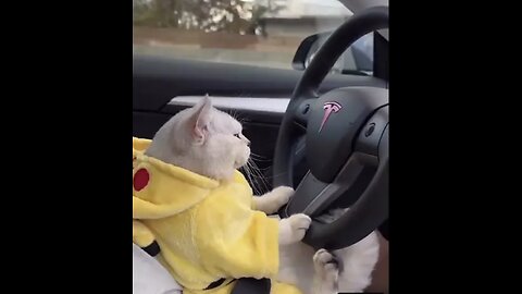 cute cat status video g | cat driving tesla #shortvideo #ytshorts #youtubeshorts #shortsfeed #shorts