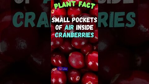 Who Knew This Fact About Plants?🪴 #Shorts #ShortsFact #Plants #PlantFacts #funfactsshorts #cranberry