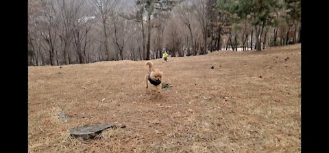 Puppy running to dad