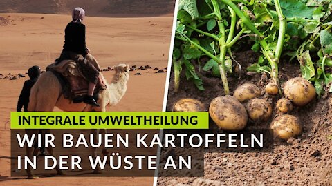 Die Wirkung der integralen Umweltheilung! Wir bauen Kartoffeln in der Wüste an! ▶️ Desert Greening