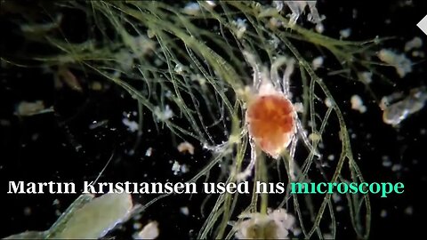 Microscopic creatures swim with you in the seas and oceans