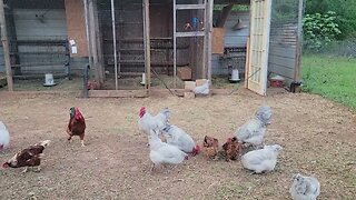 The Chickens are loving the scratch feed.