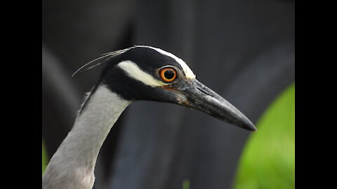 Yellow-Crowned Night Heron #NatureInYourFace