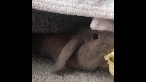 Rabbit emerges from hiding spot to snack on banana