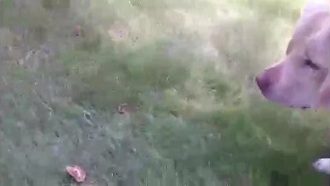 Dog FREAKS OUT Over Mushrooms